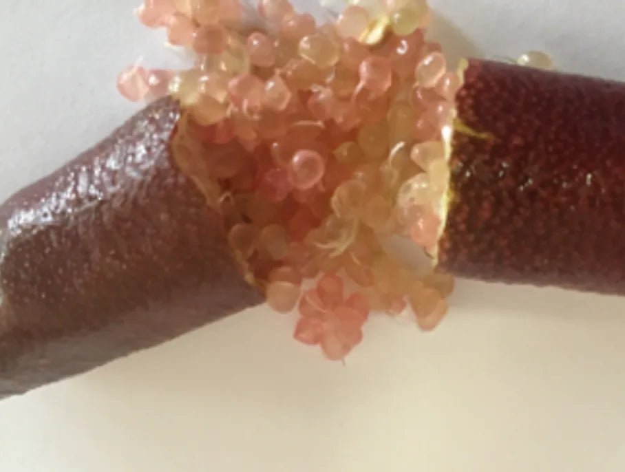 Finger Lime 'Maleny Red' (QLD Only) - Grafted - Ladybird Nursery