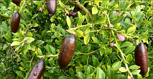 Red Champagne Finger Lime (QLD Only) - Grafted