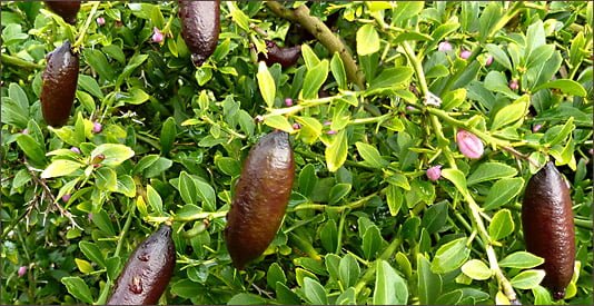Red Champagne Finger Lime (QLD Only) 200mm pot - Ladybird Nursery