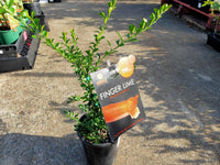 Finger Lime Red champagne (QLD ONLY) - Ladybird Nursery