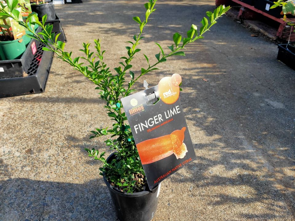 Red Champagne Finger Lime (QLD Only) - Medium