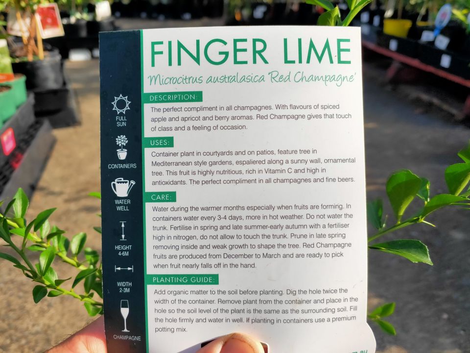 Red Champagne Finger Lime (QLD Only) - Grafted