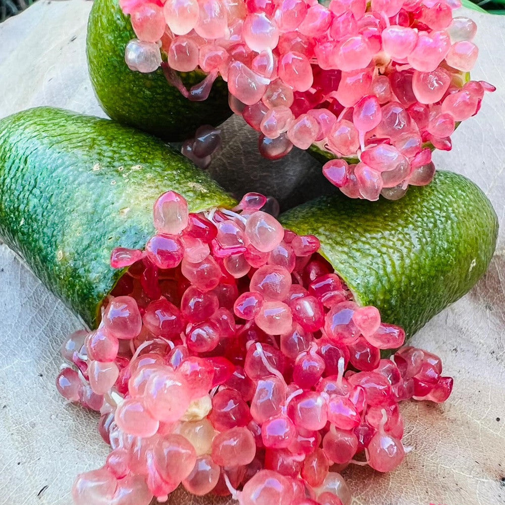 Finger Lime 'Little Ruby' (QLD Only)