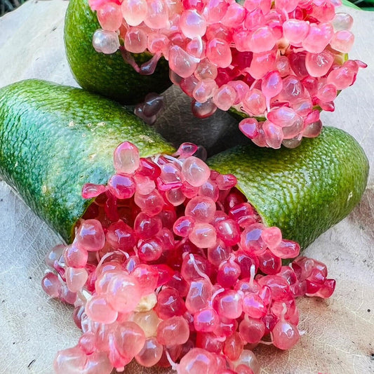 Finger Lime 'Little Ruby' (QLD Only) - Ladybird Nursery