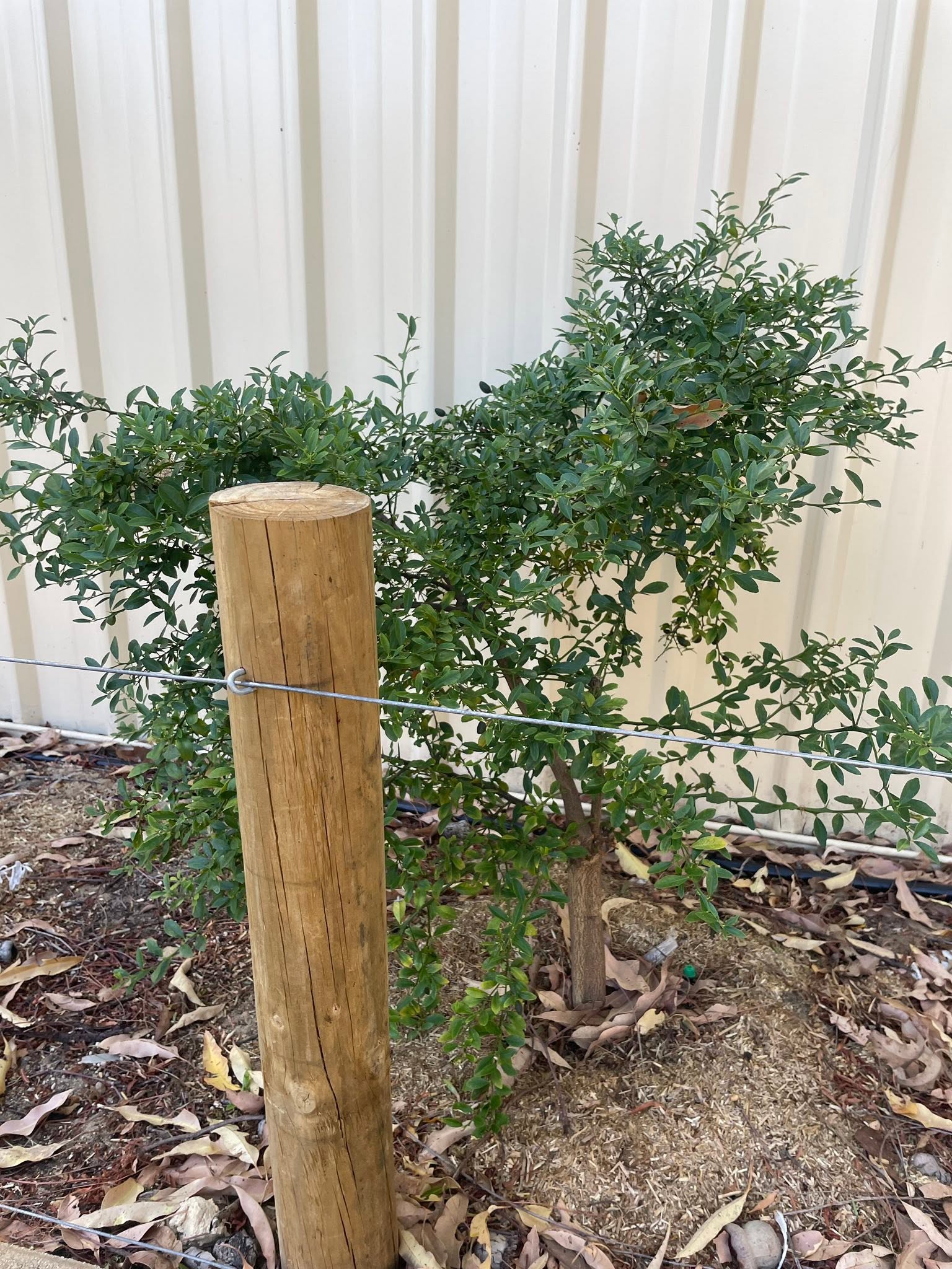 Finger Lime 'Maleny Red' (QLD Only) - Large - Ladybird Nursery