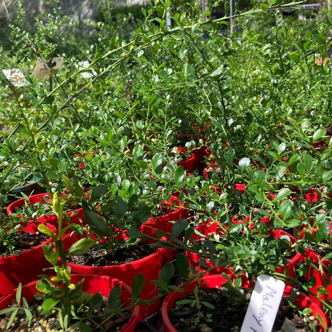 Finger Lime 'Maleny Red' (QLD Only) - Ladybird Nursery