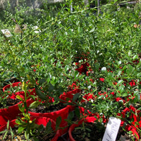 Finger Lime 'Maleny Red' (QLD Only) - Ladybird Nursery