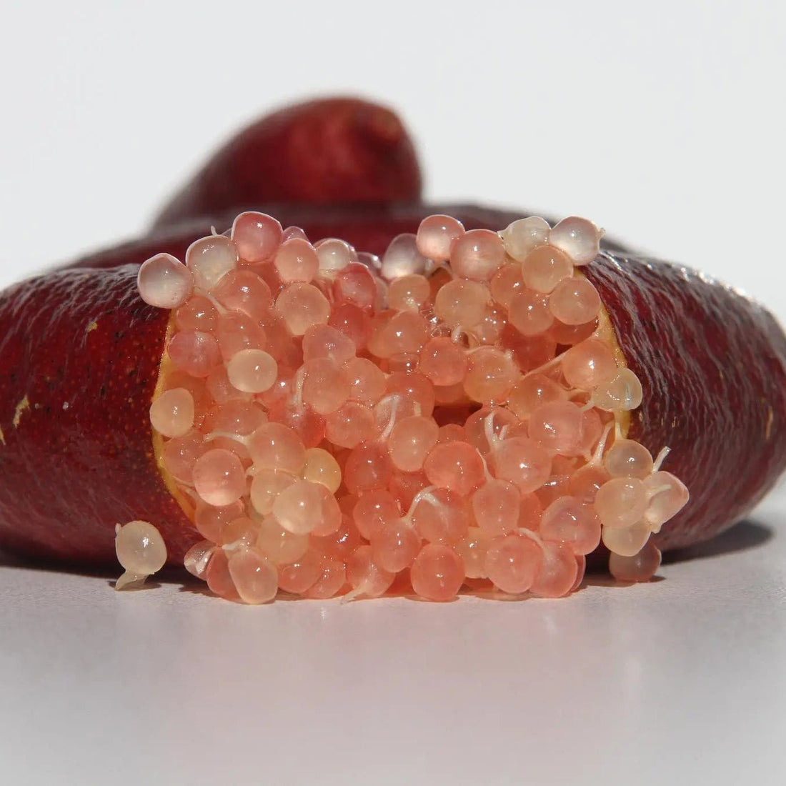 Finger Lime 'Maleny Red' (QLD Only) - Large - Ladybird Nursery