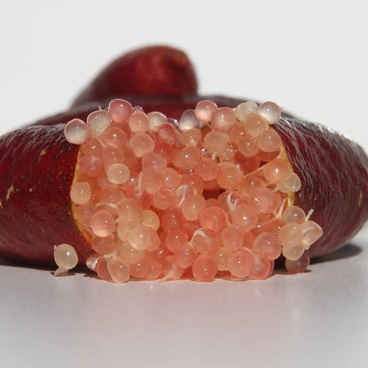 Finger Lime 'Maleny Red' (QLD Only) - Large - Ladybird Nursery