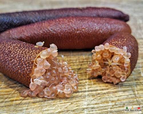 Finger Lime 'Maleny Red' (QLD Only) - Large - Ladybird Nursery