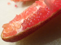 Finger Lime 'Maleny Red' (QLD Only) - Large - Ladybird Nursery