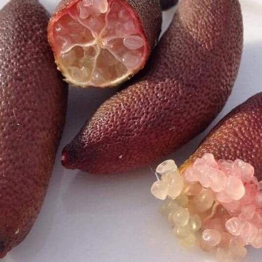 Finger Lime 'Maleny Red' (QLD Only) - Large - Ladybird Nursery