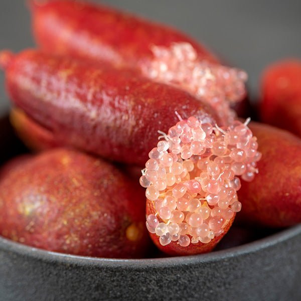 Finger Lime 'Maleny Red' (QLD Only) - Large - Ladybird Nursery