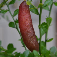 Finger Lime 'Maleny Red' (QLD Only) - Large - Ladybird Nursery