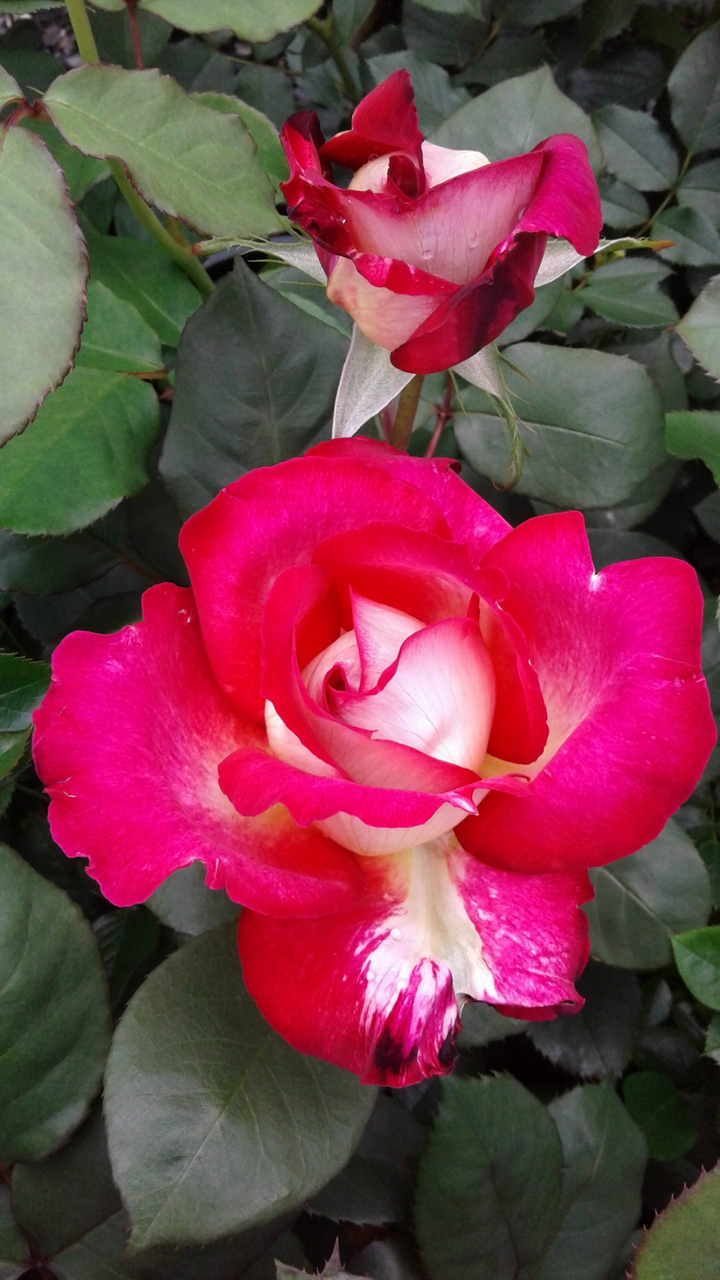 Rose Fionas Wish 2 ft Standards (Rosa)