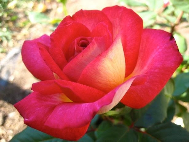 Rose Fiona's Wish 2 ft Standards Plant – Buy Now! – Ladybird Nursery