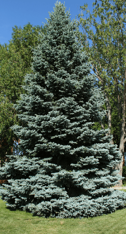 Blue Spruce Sky (Picea pungens) - Ladybird Nursery