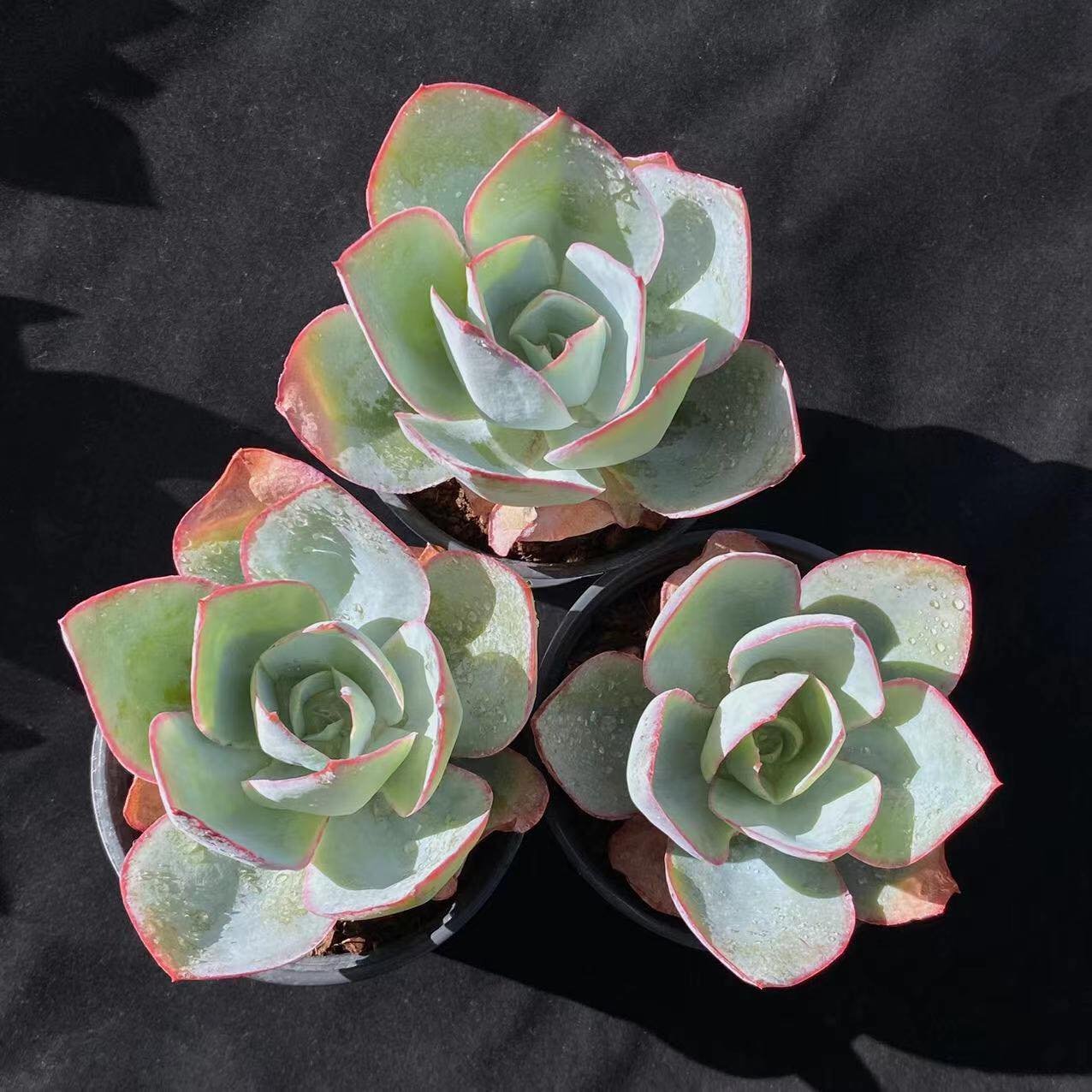 Hens and Chicks Fire Ice (Echeveria subrigida)