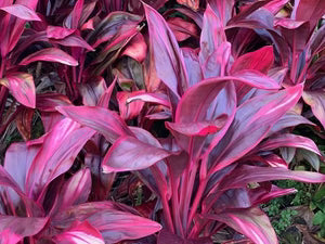 Cordyline Fire Fountain (Cordyline fruticosa)