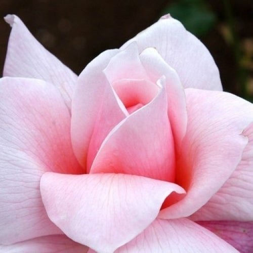 Rose First Love (Rosa) - Ladybird Nursery