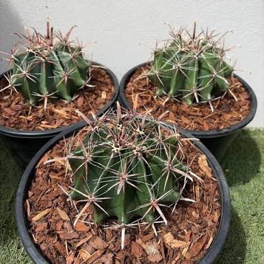 Fishhook Barrel Cactus (Ferocactus wislizeni) - Ladybird Nursery