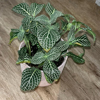 Fittonia ‘White Anne’ - Ladybird Nursery