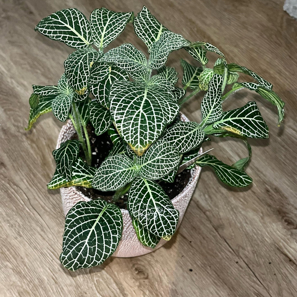 Fittonia ‘White Anne’ - Ladybird Nursery