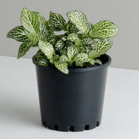 Fittonia ‘White Anne’ - Ladybird Nursery