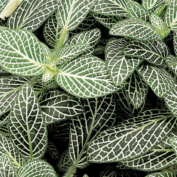 Fittonia ‘White Anne’ - Ladybird Nursery
