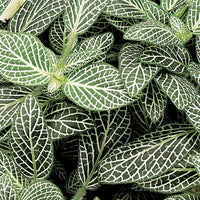 Fittonia ‘White Anne’ - Ladybird Nursery