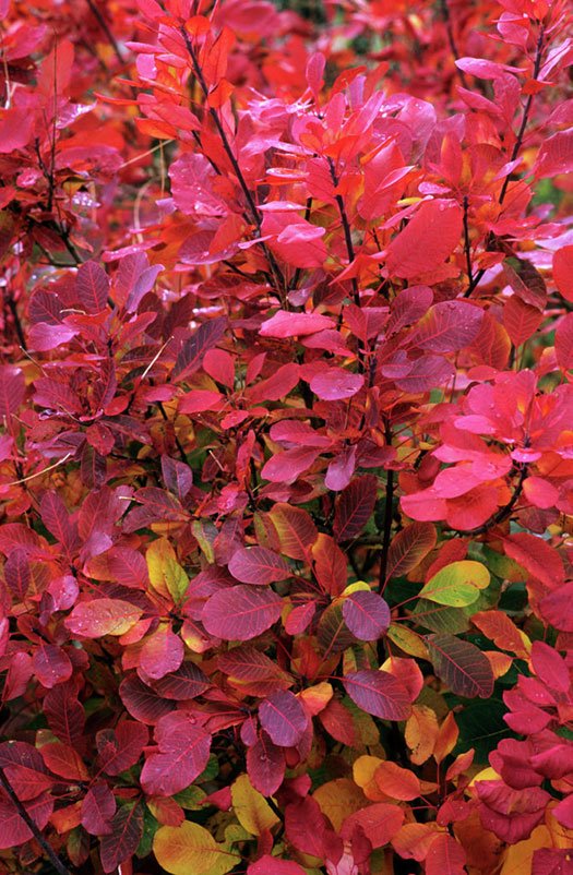 Smokebush x obovatus Flame (Cotinus coggygria) - Ladybird Nursery