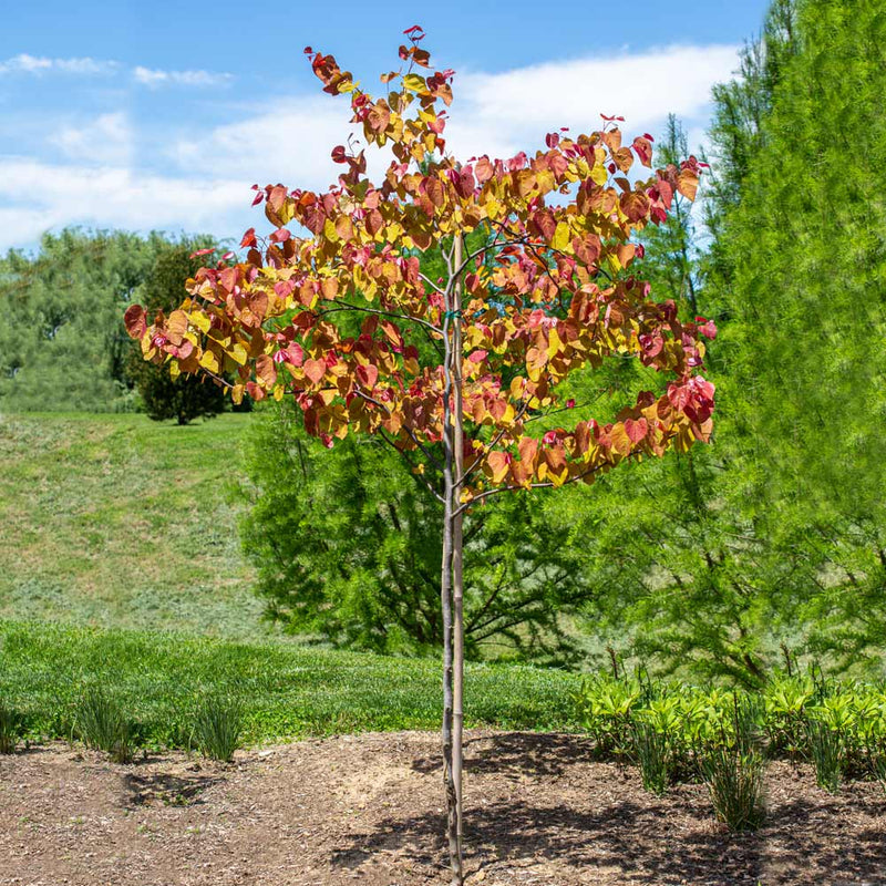 Eastern Redbud Flame (Cercis canadensis)