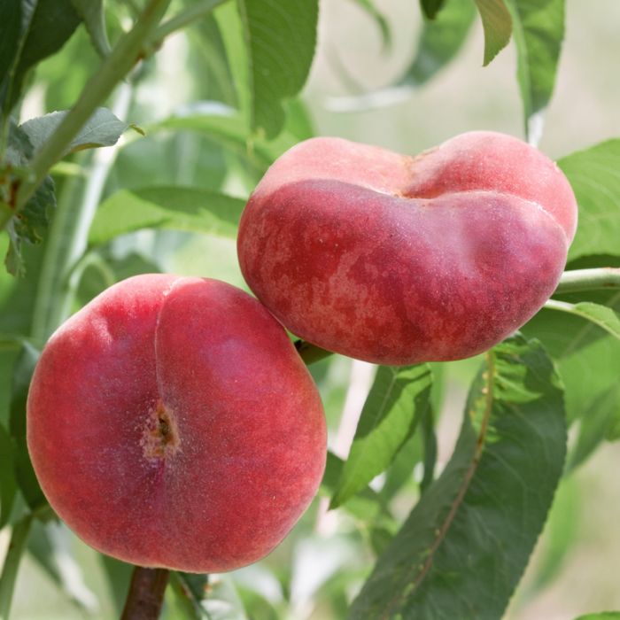 Peach 'China Flat' - Ladybird Nursery