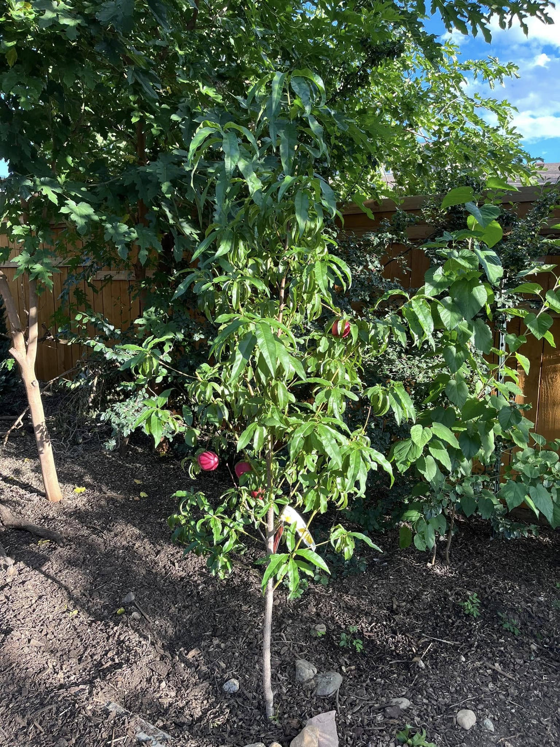 Dwarf Nectarine 'Flavortop' - Ladybird Nursery