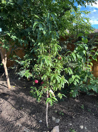 Dwarf Nectarine 'Flavortop' - Ladybird Nursery