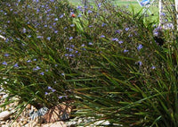 Flax Lily Revelation® (Dianella revoluta hybrid)