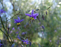 Flax Lily Revelation® (Dianella revoluta hybrid)