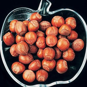 American White' Hazelnut - Ladybird Nursery