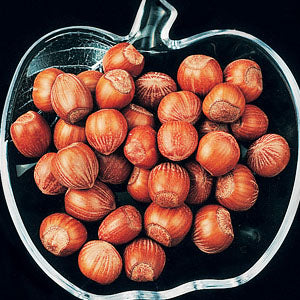 American White' Hazelnut