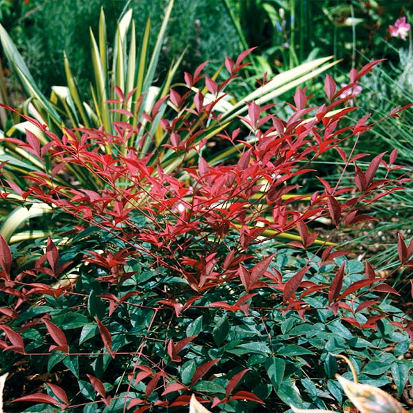 Heavenly Bamboo FLIRT™ (Nandina domestica) - Ladybird Nursery