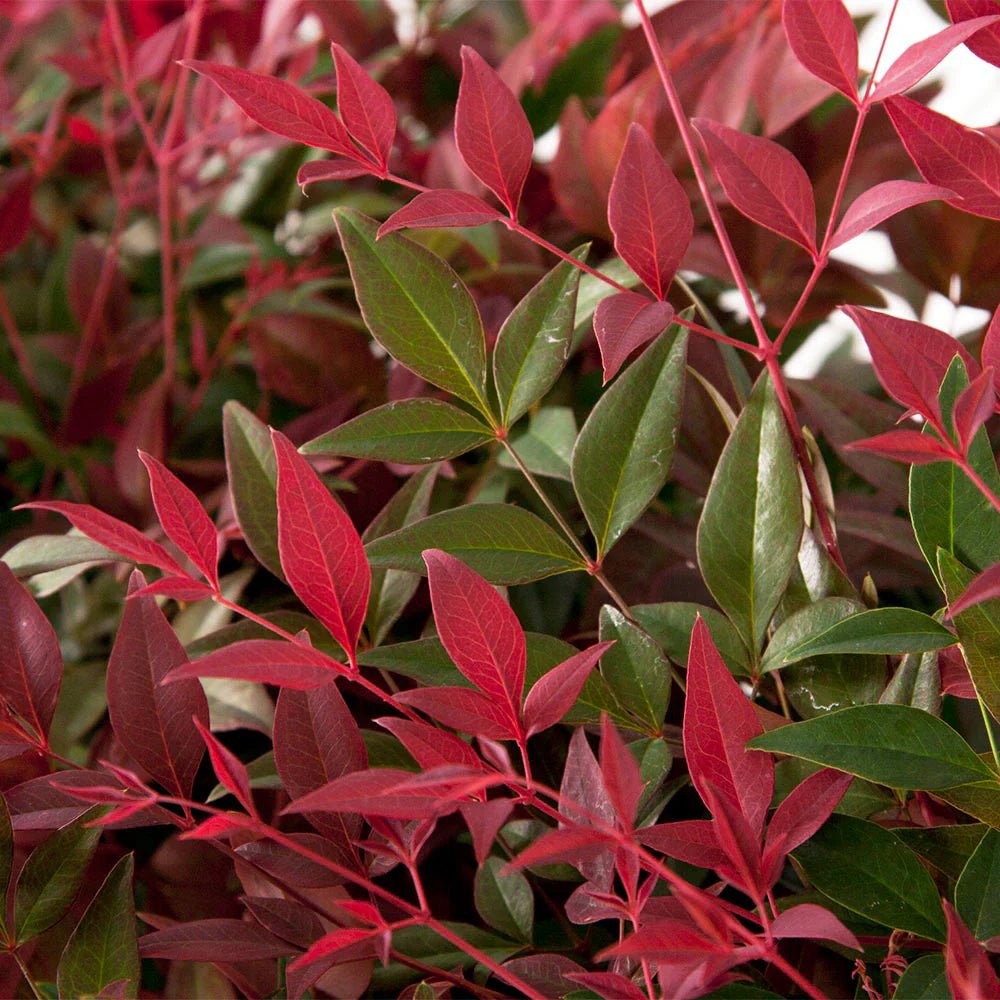 Heavenly Bamboo FLIRT™ (Nandina domestica) - Ladybird Nursery