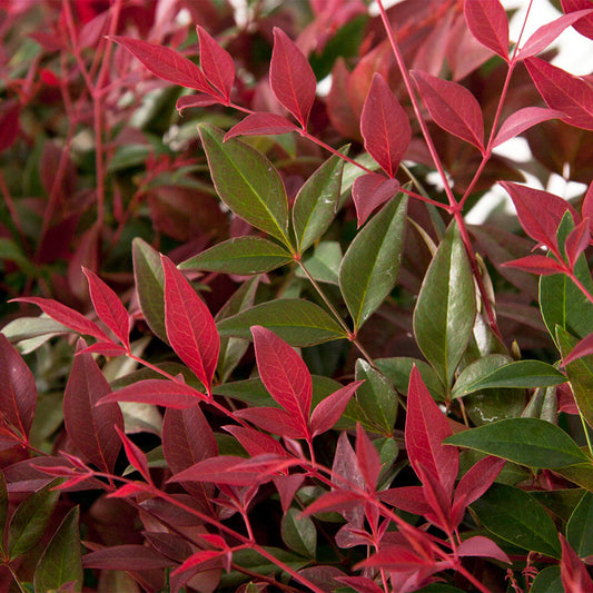 Heavenly Bamboo FLIRT™ (Nandina domestica)
