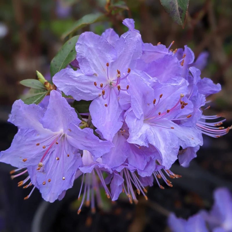 Rhododendron Florence Mann - Ladybird Nursery