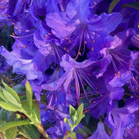 Rhododendron Florence Mann - Ladybird Nursery