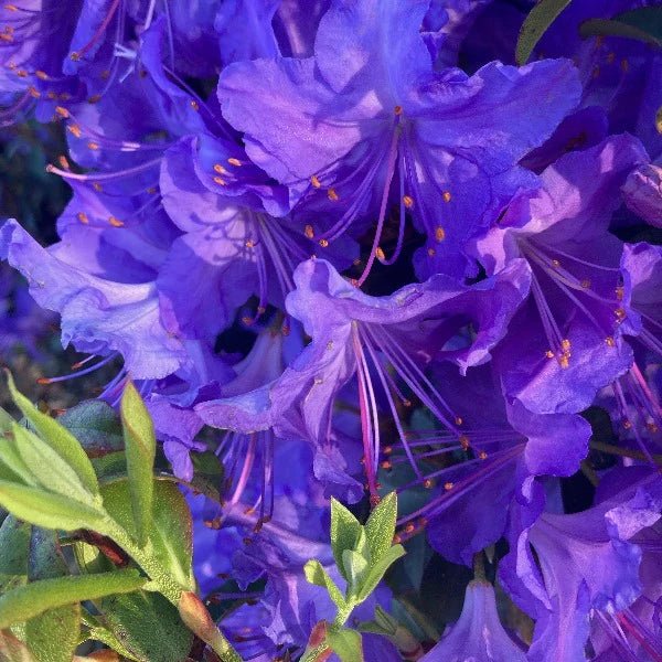Rhododendron Florence Mann - Ladybird Nursery