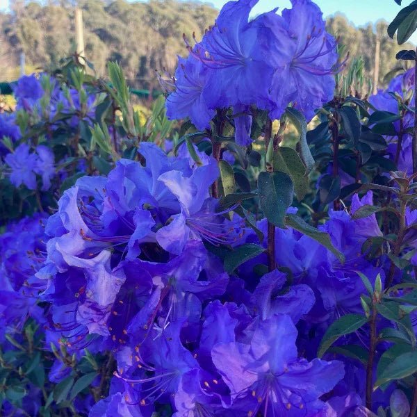 Rhododendron Florence Mann - Ladybird Nursery