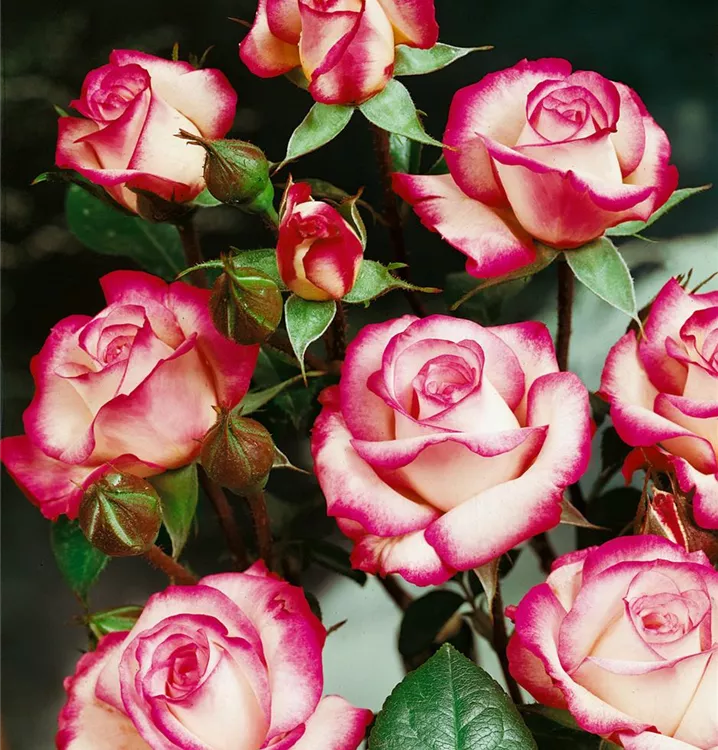Rose Standards 'La Minuette'