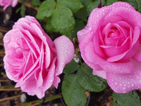 Rose 'My Hero' - Large