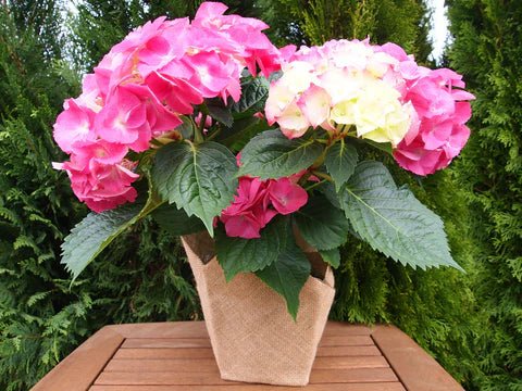 Hydrangea Assorted (Hydrangea spp.) - Ladybird Nursery