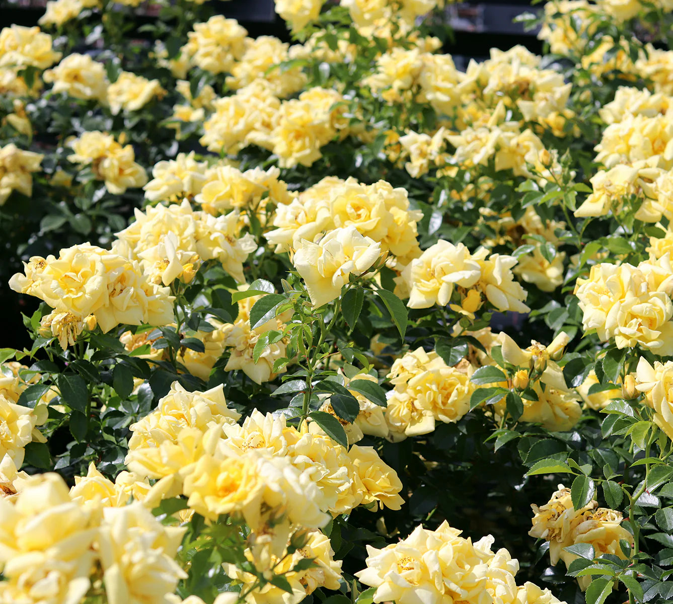 Rose Flower Carpet Gold (Rosa)